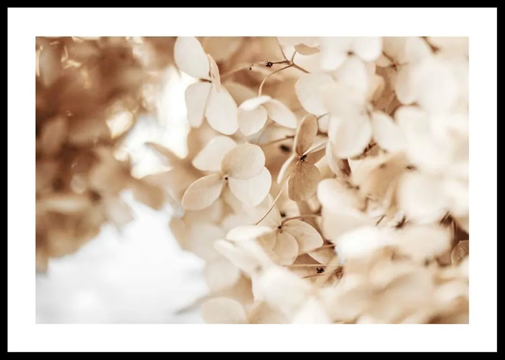 Dried Hydrangea No2 Poster Bestpreis