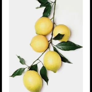 Lemons With Leaves Poster Online Kaufen