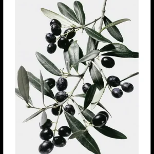 Must-Have Olive Branch Poster