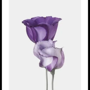 Eustoma Flowers Poster Mega-Angebot