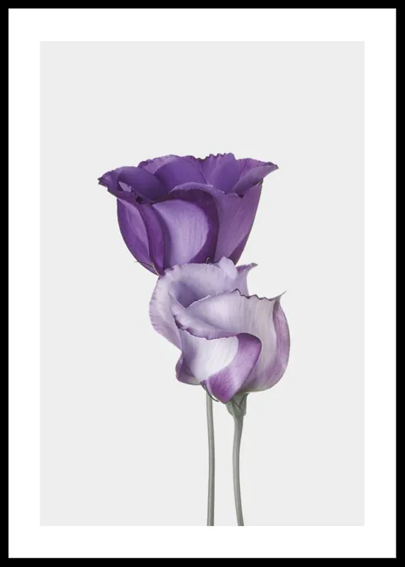 Eustoma Flowers Poster Mega-Angebot