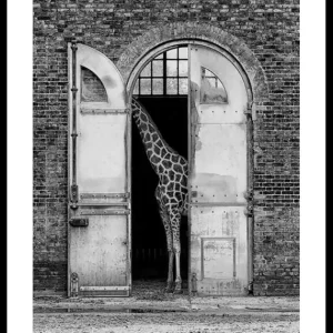Hiding Giraffe Poster Wochenendangebot