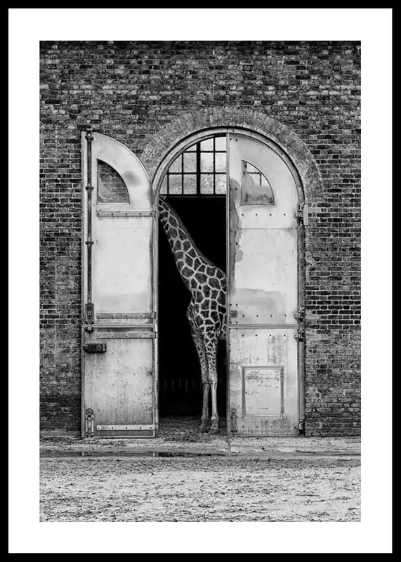 Hiding Giraffe Poster Wochenendangebot