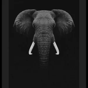 Preiswert Black Elephant Poster