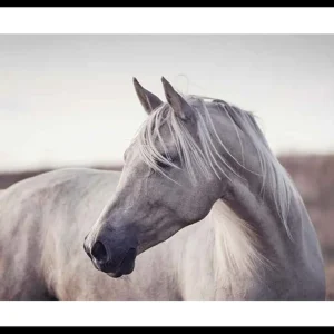Letzte Chance White Horse Poster