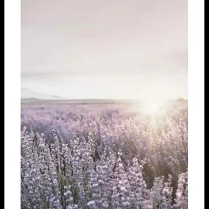 Provence Lavender Poster Schnäppchen