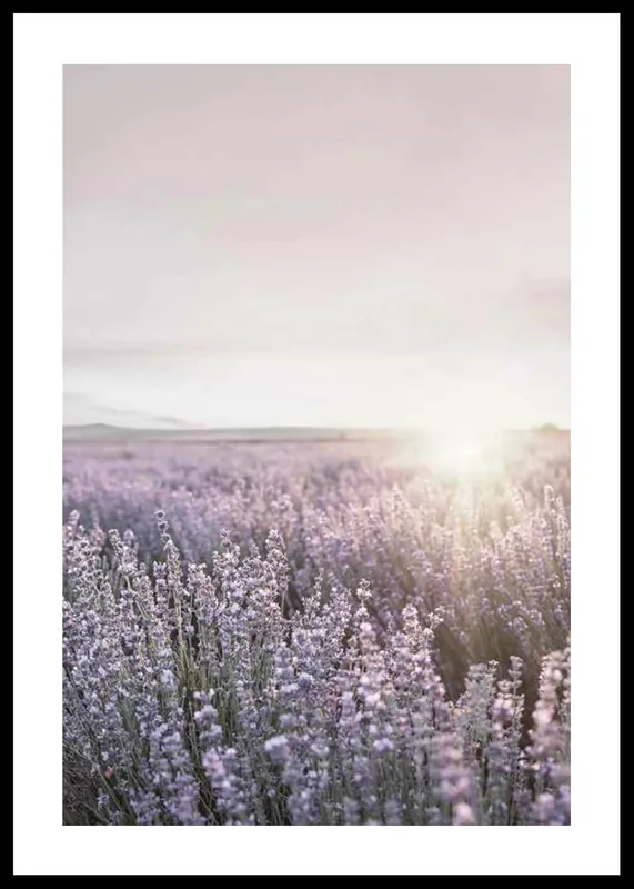 Provence Lavender Poster Schnäppchen
