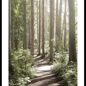 Green Forest Poster Echt