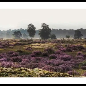 Veluwe Meadow Poster Preisknaller