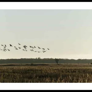 Top-Preis Birds Flyby Poster