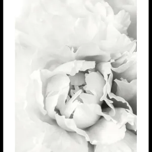 Aktuell White Rose No1 Poster