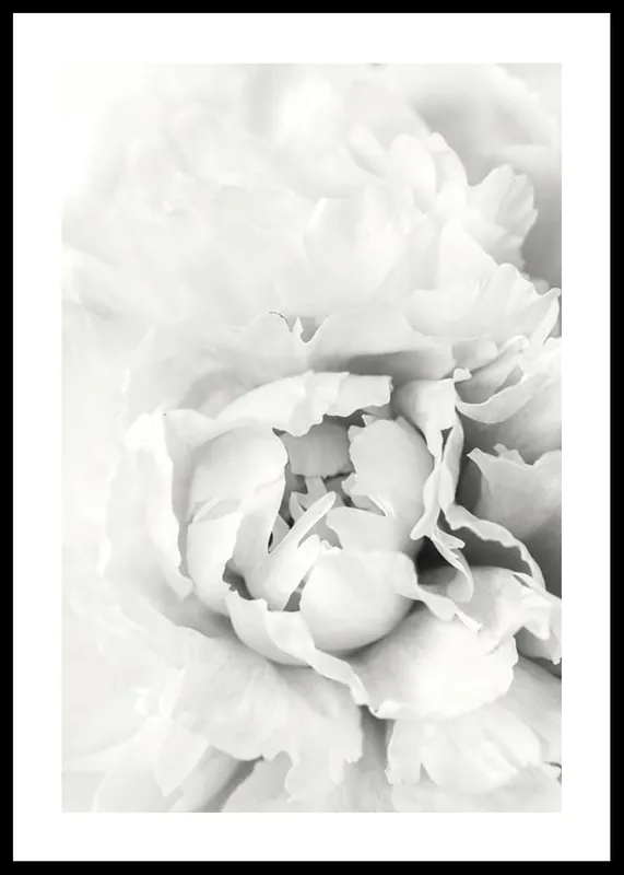 Aktuell White Rose No1 Poster