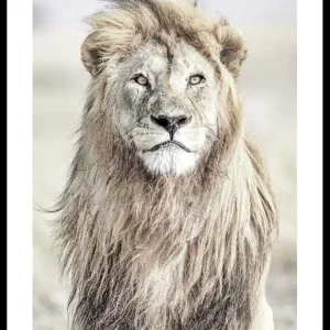 Majestic Lion Color Poster Markenware