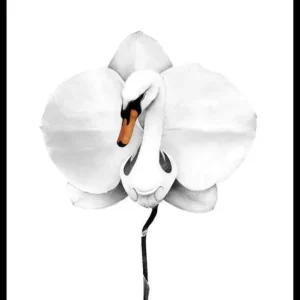 Ausverkauf Sanna Wieslander Swan Orchid Poster