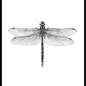 Sanna Wieslander Dragonfly Poster Echt