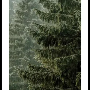 Spruce Trees Poster Nur Heute