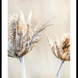 Schnäppchen Dried Plants No1 Poster