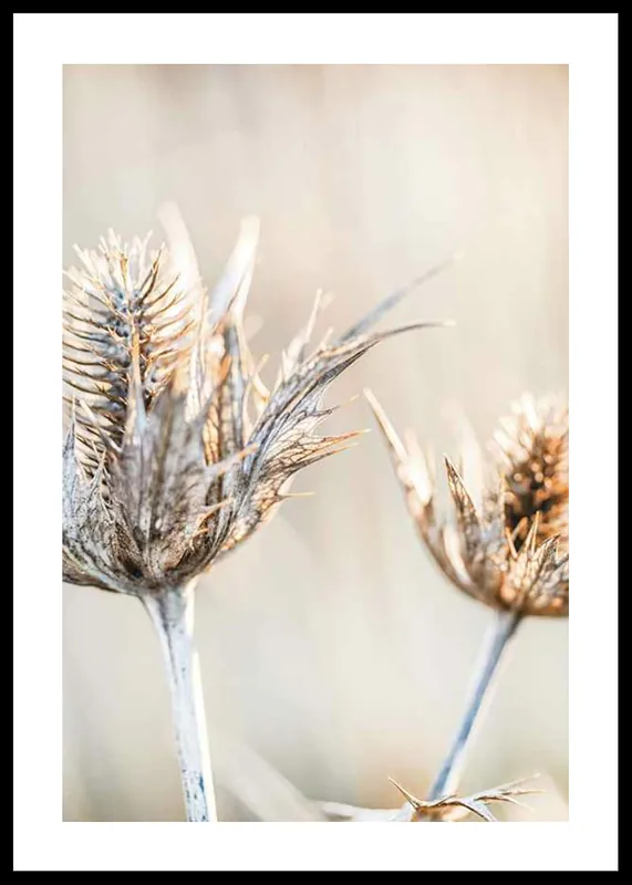 Schnäppchen Dried Plants No1 Poster