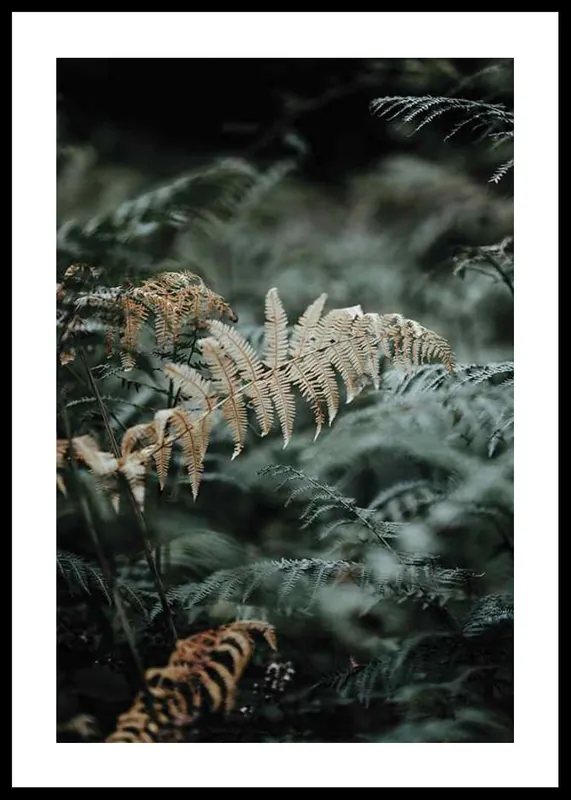 Fern No2 Poster Sale