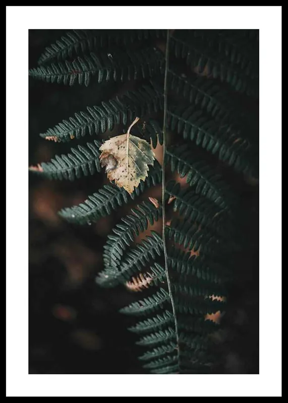 Top-Angebot Fern No1 Poster