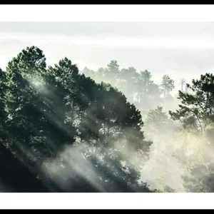 Bestseller Sunlight Forest Poster