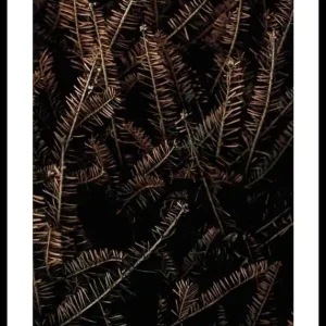 Neue Ware Fir Needle No1 Poster