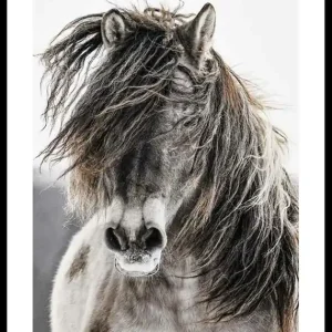 Wild Horse Poster Kostenloser Rückversand
