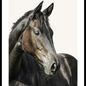 Super-Preis Brown Horse Poster