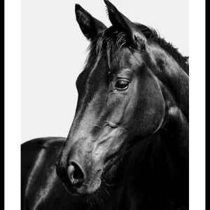 Black Horse Poster Preisreduziert