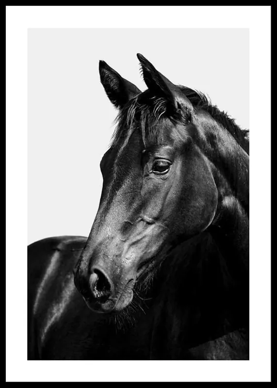 Black Horse Poster Preisreduziert