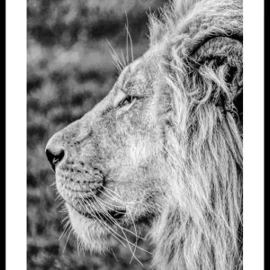 Male Lion Profile Poster Abverkauf