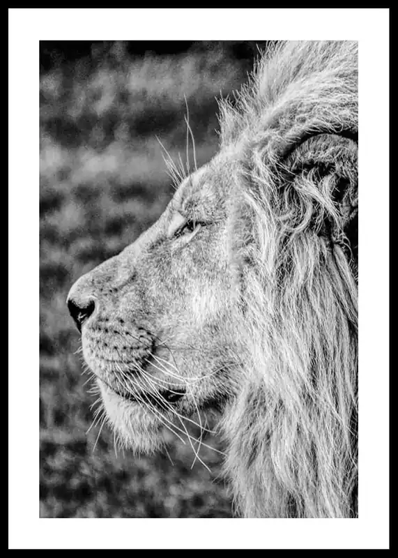 Male Lion Profile Poster Abverkauf