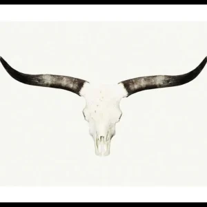 Highlight Animal Skull Poster