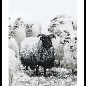 Preiswert Winter Sheep Poster