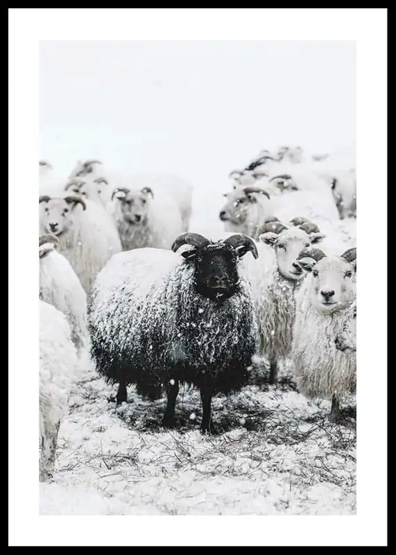 Preiswert Winter Sheep Poster