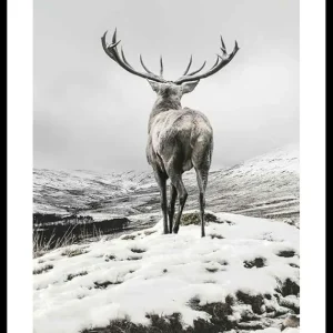 Top-Seller Winter Roe Deer Poster