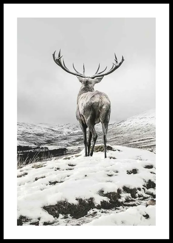 Top-Seller Winter Roe Deer Poster