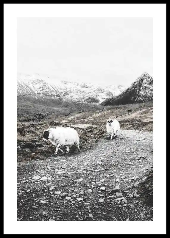 Winter Goats Poster Wochenendangebot