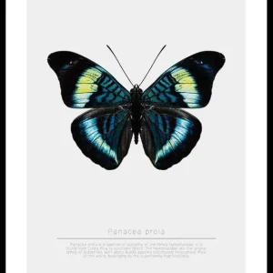 Butterfly Display Poster Zertifiziert