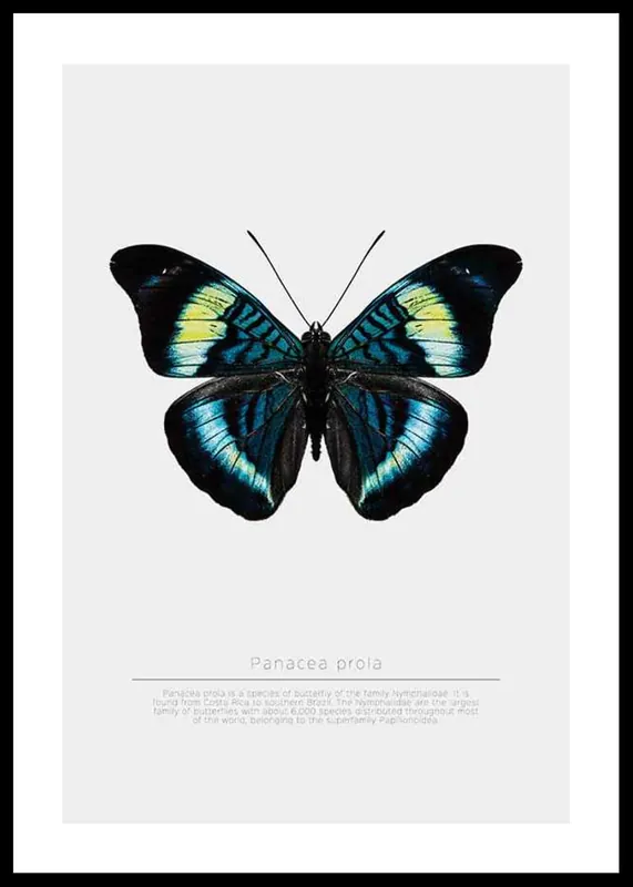 Butterfly Display Poster Zertifiziert