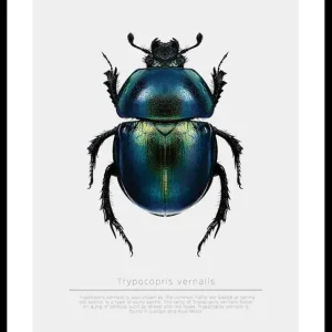 Beetle Display Poster Highlight