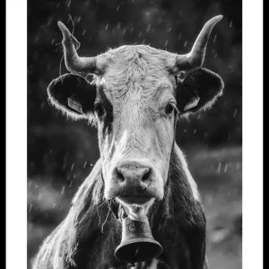Cow With Bell Poster Rabatt