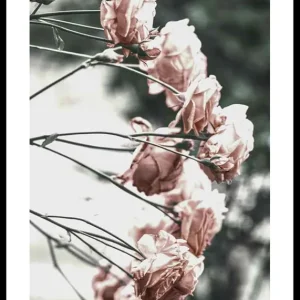 Kostenloser Rückversand Rose Bush Poster