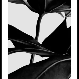 Ficus Black Poster Sonderaktion