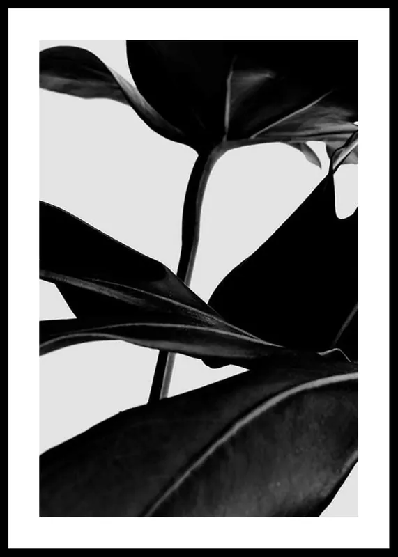 Ficus Black Poster Sonderaktion
