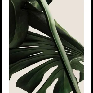 Bestpreis Monstera One Poster