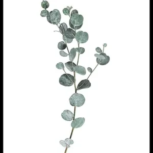 Schnäppchen Eucalyptus No1 Poster