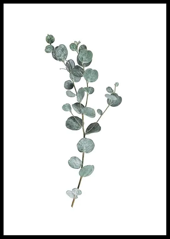 Schnäppchen Eucalyptus No1 Poster