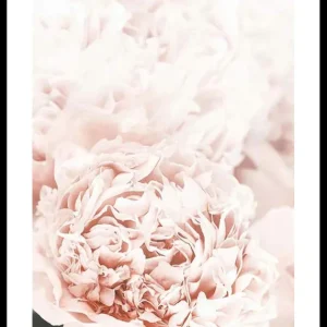 Preis Gesenkt Loving Roses No1 Poster