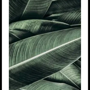 Kracherpreis Banana Leaves No2 Poster